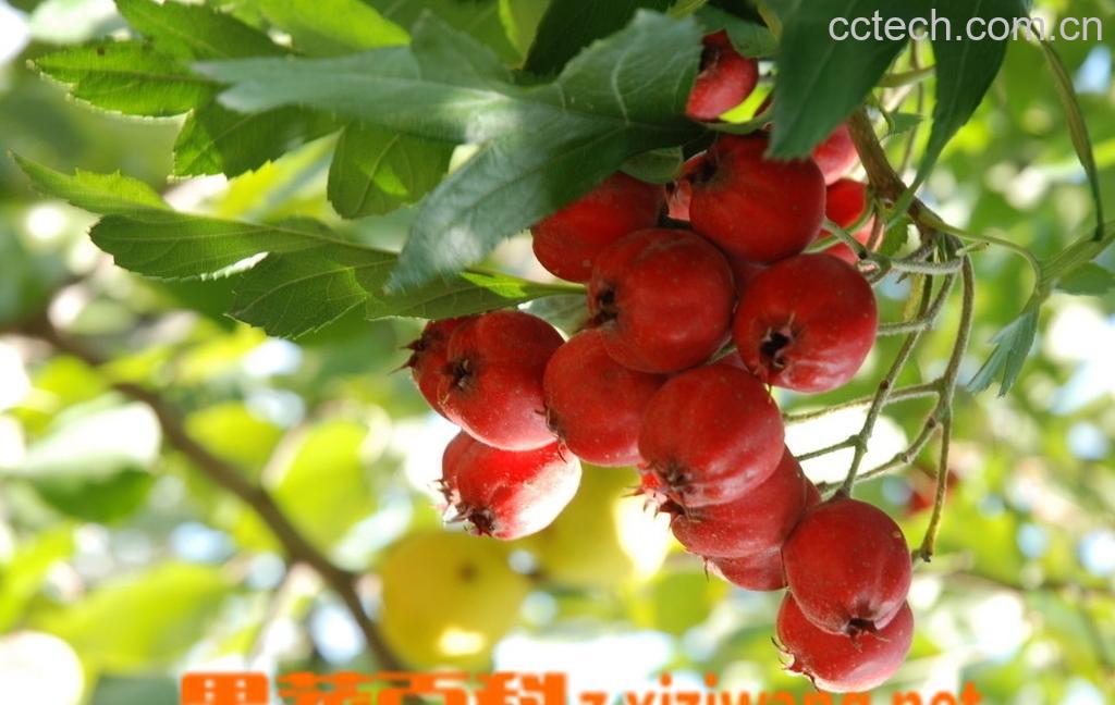 果蔬百科山楂一种药材吗-0