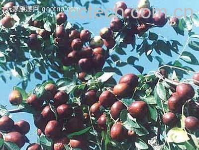 果蔬百科吃沙矣惺裁春么-0