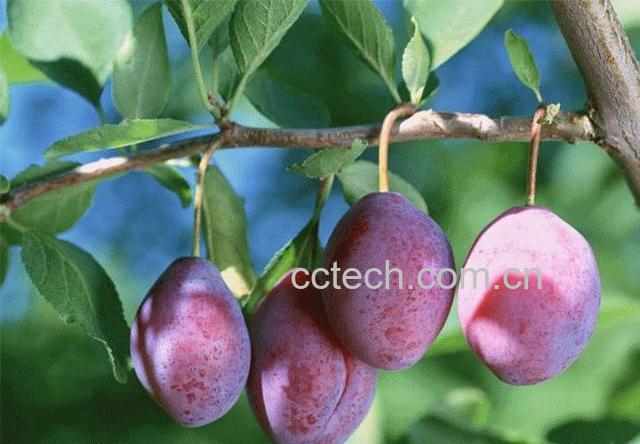 果蔬百科加州西梅的功效-0