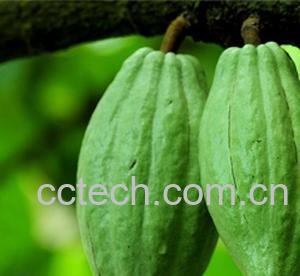 果蔬百科佛手瓜田间管理-0