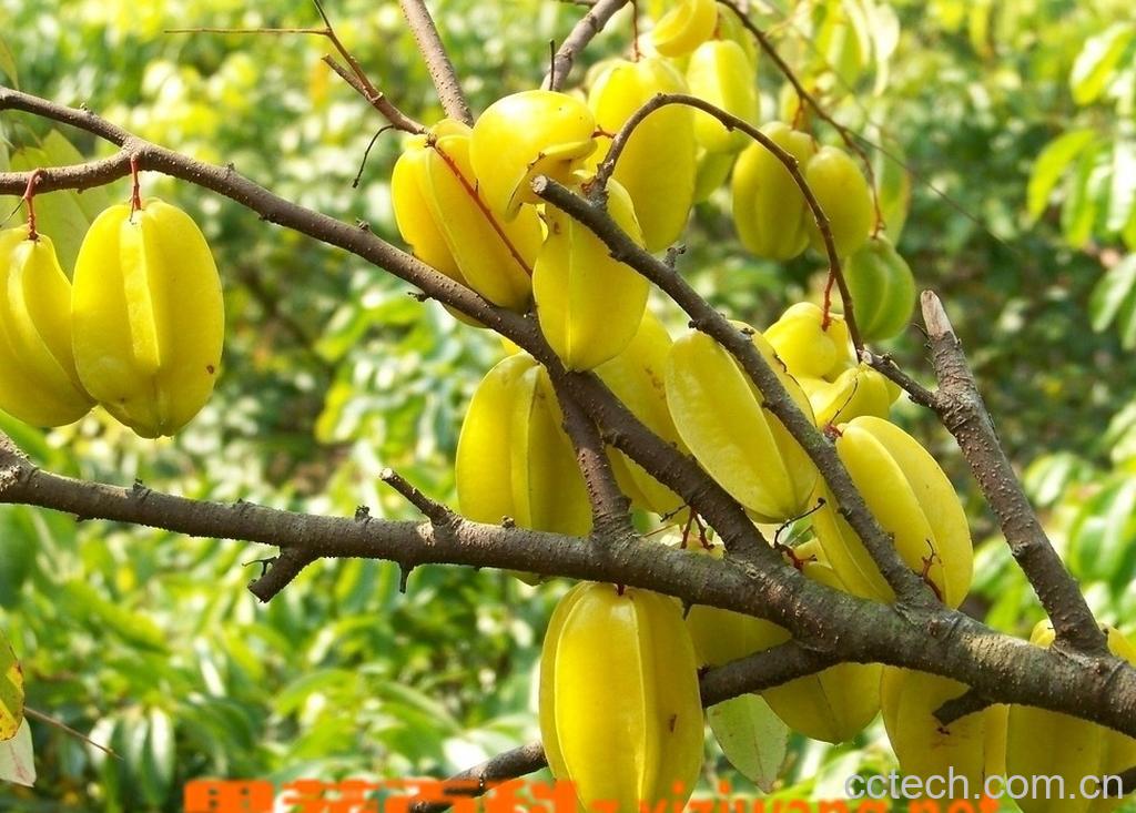 果蔬百科杨桃害处-0