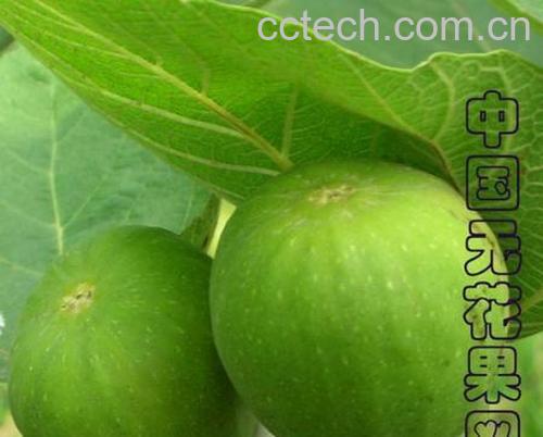 果蔬百科无花果干片的功效-0