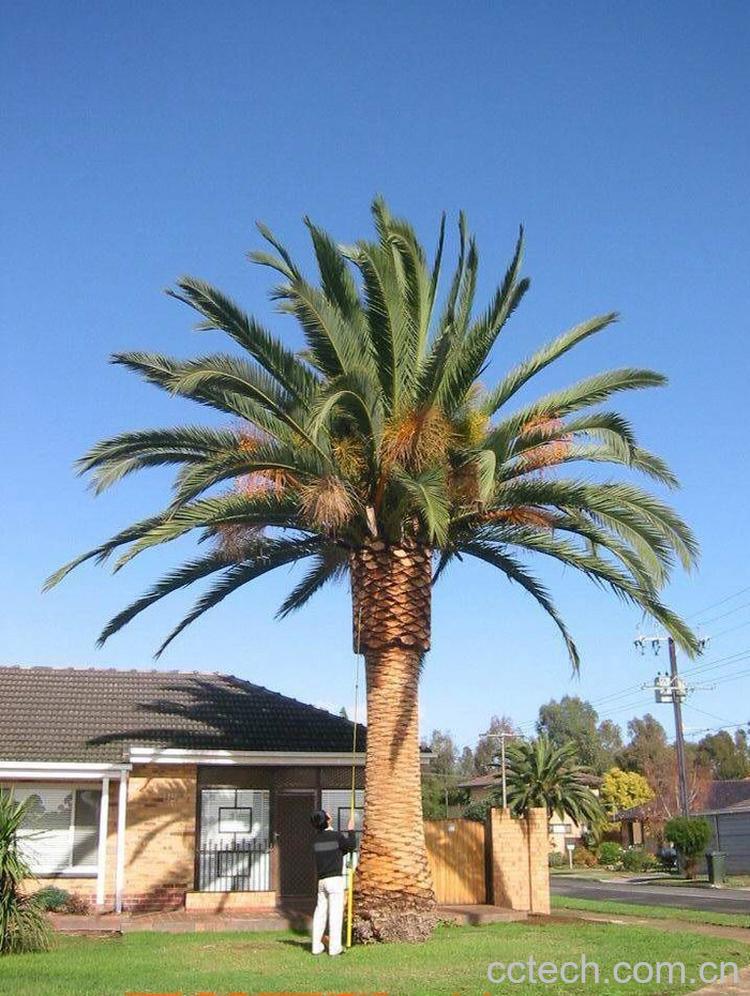 果蔬百科海枣-0