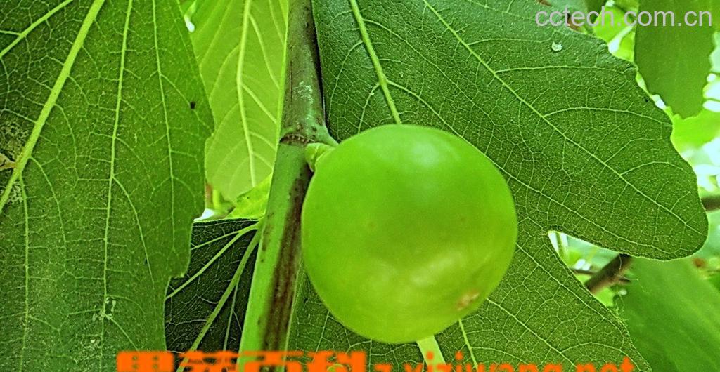 果蔬百科无花果做法-0