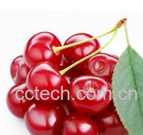 果蔬百科樱桃 -0
