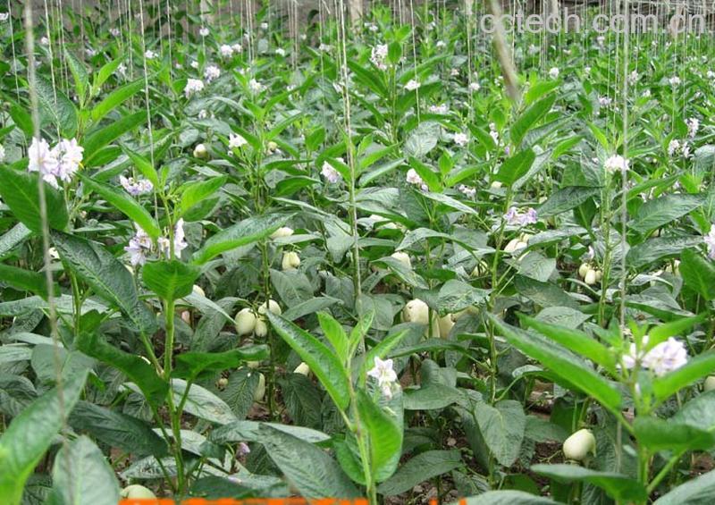 果蔬百科人参果种类-0