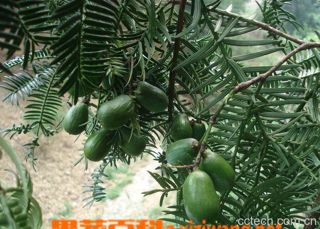 果蔬百科香榧的营养价值-0