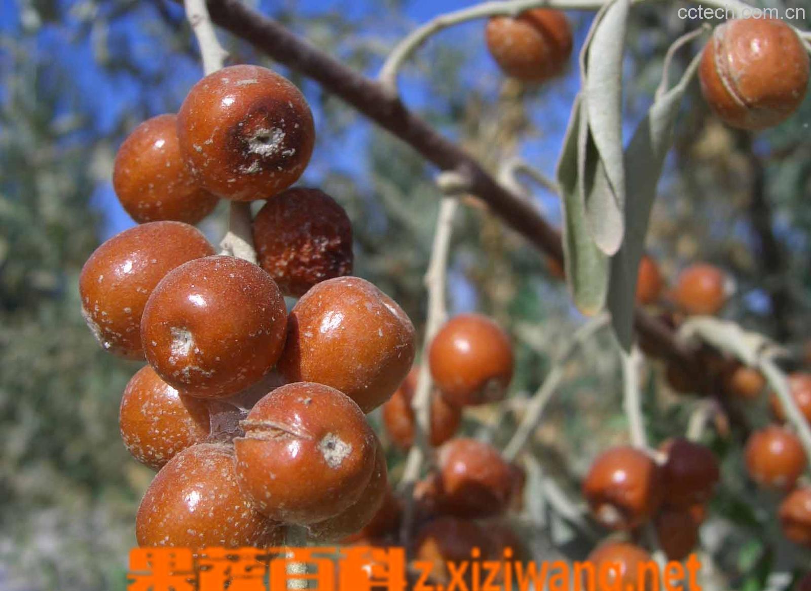 果蔬百科沙枣有什么营养-0