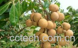 果蔬百科龙眼-0