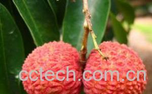 果蔬百科荔枝-0