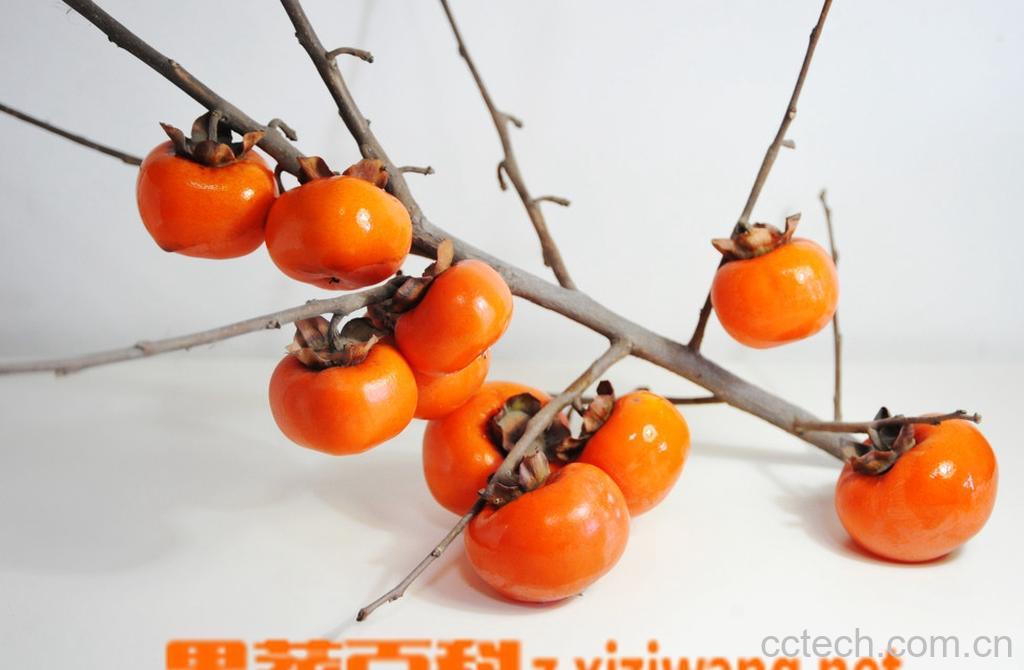 果蔬百科柿子什么时候不能吃-0