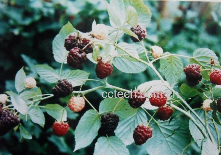 果蔬百科树梅的功效-0