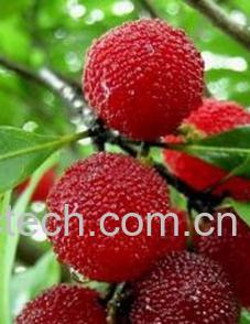 果蔬百科杨梅-0