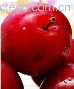 果蔬百科李子-0