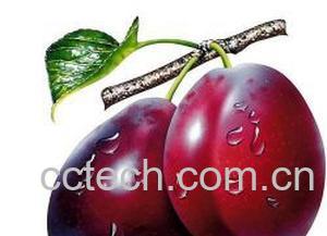 果蔬百科西梅-0