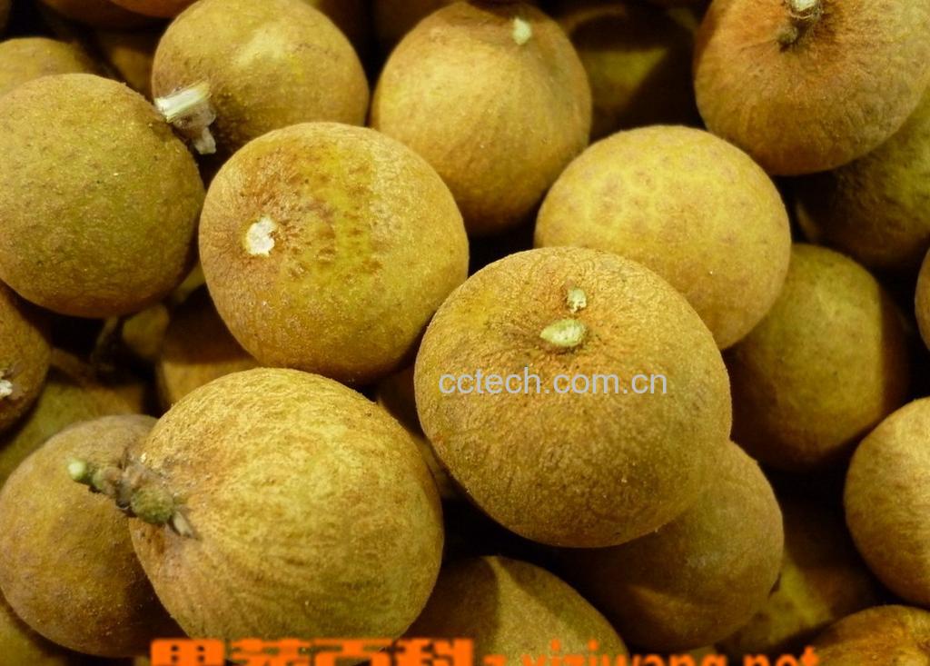 果蔬百科新鲜桂圆的吃法-0