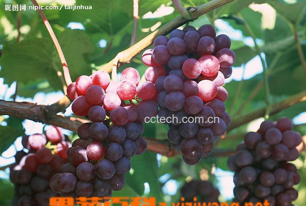 果蔬百科提子的营养价值-0