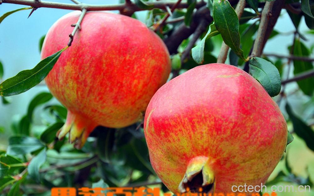 果蔬百科石榴吃法-0