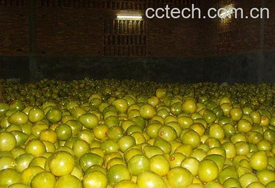 果蔬百科柚子的种类-0