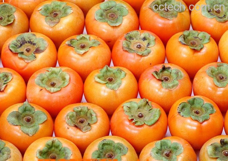 果蔬百科什么时候不能吃柿子-0