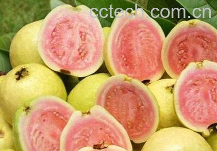 西瓜芭乐图片 -0