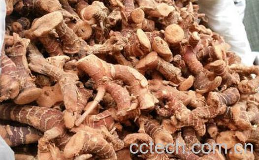 高良姜的功效与作用及禁忌-1