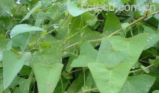 河白草的功效与作用 河白草的药用价值-0