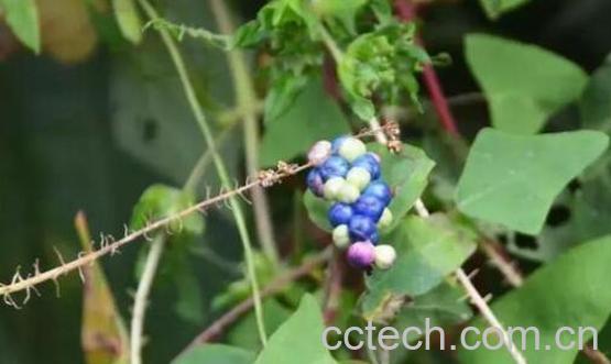 河白草的功效与作用 河白草的药用价值-1