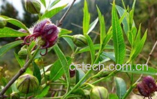 杠柳的功效与作用 杠柳的食用禁忌-1