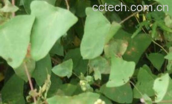 杠板归的功效与作用及药用价值-0