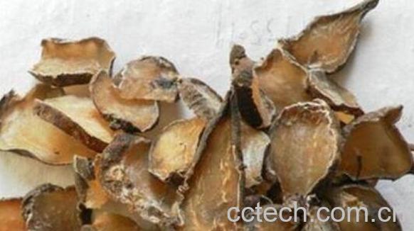 炮附子的功效与作用-1