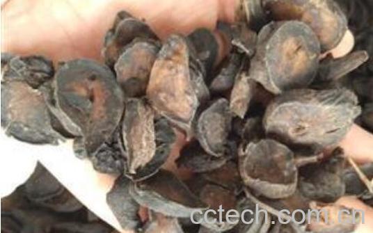 熟附子的功效与作用及副作用-1