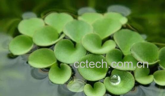浮萍的功效与作用及禁忌-1
