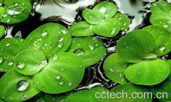 浮萍的功效与作用及禁忌-0
