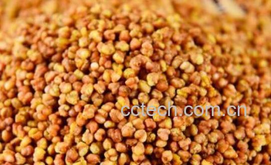 黑苦荞米的正确吃法-0