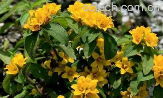 过路黄的功效与作用及副作用-0