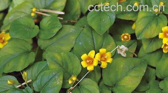 过路黄的功效与作用及副作用-1