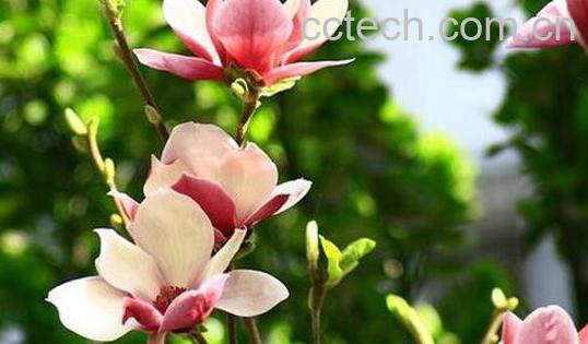 辛夷花的功效与作用 辛夷花的副作用-0