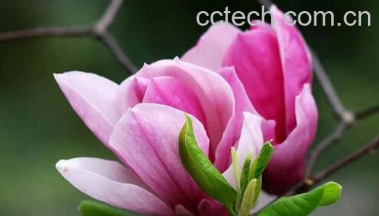 辛夷花的功效与作用 辛夷花的副作用-1