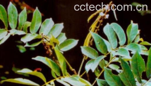 相思藤的功效与作用 相思藤的副作用-0