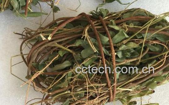 相思藤的功效与作用 相思藤的副作用-1