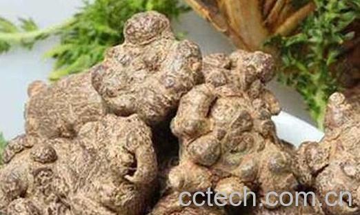 服用土三七的注意事项和禁忌-1