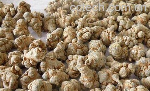 服用土三七的注意事项和禁忌-0