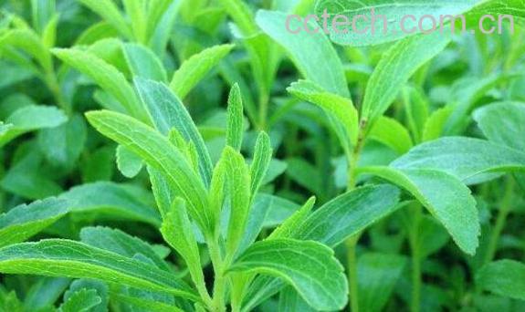 甜叶菊的功效的与作用 甜叶菊的副作用-0