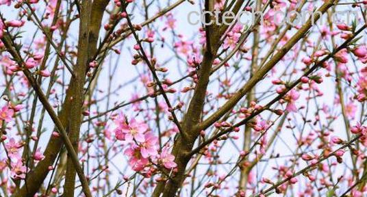  桃树枝的功效的与作用 桃树枝的副作用-1