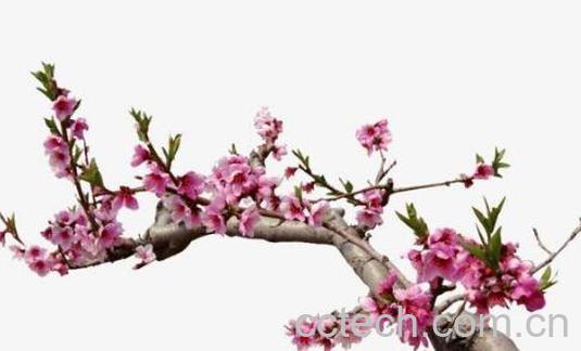  桃树枝的功效的与作用 桃树枝的副作用-0