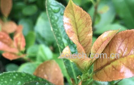 石楠叶的功效的与作用 石楠叶的副作用-0