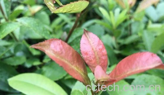 石楠叶的功效的与作用 石楠叶的副作用-1