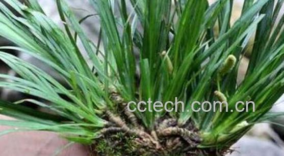 石菖蒲的功效与副作用-1