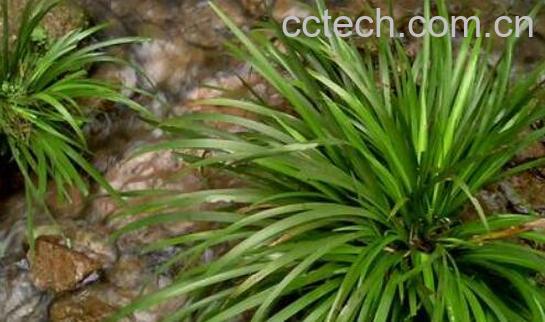 石菖蒲的功效与副作用-0